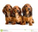 three-longhair-dachshund-puppies-5139427